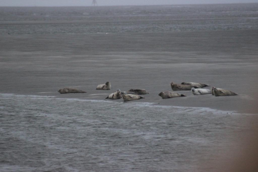 Zeehonden op zandbank
